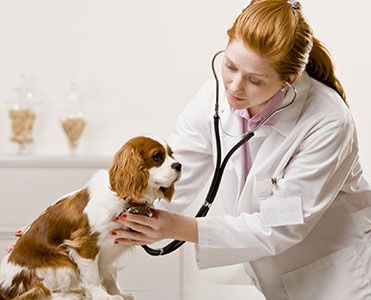 Centro Veterinario Haizea consulta canina