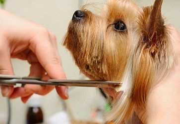 Centro Veterinario Haizea peluquería canina